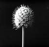 Button Snakeroot