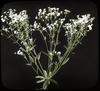Spurge