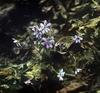Hepatica