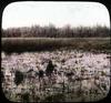 Unidentified wood/marsh scene