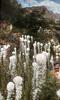 Bear grass