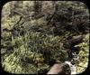 Unidentified wooded scene