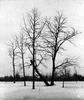 Trees in snow