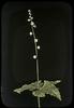 Mitrewort