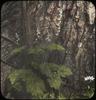 Mitrewort