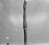 Spadix or Amorphophallus