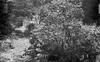 Horse and buggy in a stream