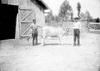 Men (2) with cow