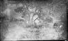 People resting beneath a tree with wagons and horses