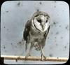Pet monkey faced owl