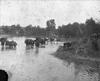 Cows in a river 1