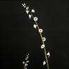 Miterwort