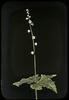 Miterwort