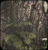 Miterwort
