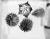 Hibiscus Trionium