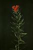 Butterfly Weed