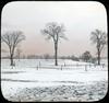 Elm trees