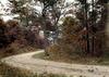 Road through woods