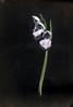 [Plant : Flower]