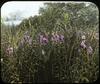 Obedient plant : False Dragon Head ; Physostegia Virginiana/ photographed by E.E. Parratt ; color...