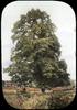 Sugar Maple