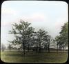 Hawthorne