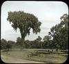 White Elm