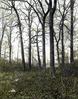 Stipes Woods