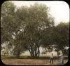 Trees and man and woman collecting branches