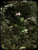 Cypripedium reginae : Showy Lady’s Slipper Orchid