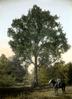 Tree with male figure on horseback