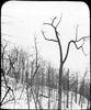 Trees in winter