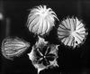 Hibiscus trionum : Flower-of-an-hour