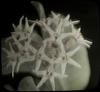 [Flower]