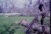 Blasted trees