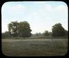 Hard maples and Elm : Acer Saccharinum/ photographed by E.E. Parratt ; colored by Charlotte Pinke...