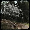 Juneberry
