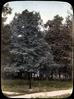 Hophornbeam (Ostrya virginiana)/ photographed by E.E. Parratt ; colored by Charlotte Pinkerton