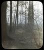 The Misty wood path : Spring beauties/  photographed by E.E. Parratt ; colored by Charlotte Pinke...