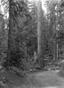 Ranier Park : One of the big trees ; lower section (Glacier Park, Montana)