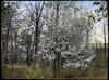 Wild Plum
