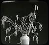 Aspen Catkins/ published by Chicago Transparency Co.