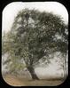 Linden (Tillia Americana)