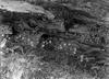 Saxifragae Bronchialis