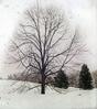 Botanical : Trees in snow