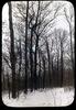 Botanical : Trees in snow