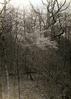 Juneberry