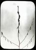 Hazelnut Catkins/ published by Chicago Transparency Co.