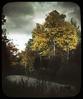 Aspens : Populus grandidentata/ photographed by E.E. Parratt ; colored by Charlotte Pinkerton