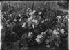 Marsh Marigold